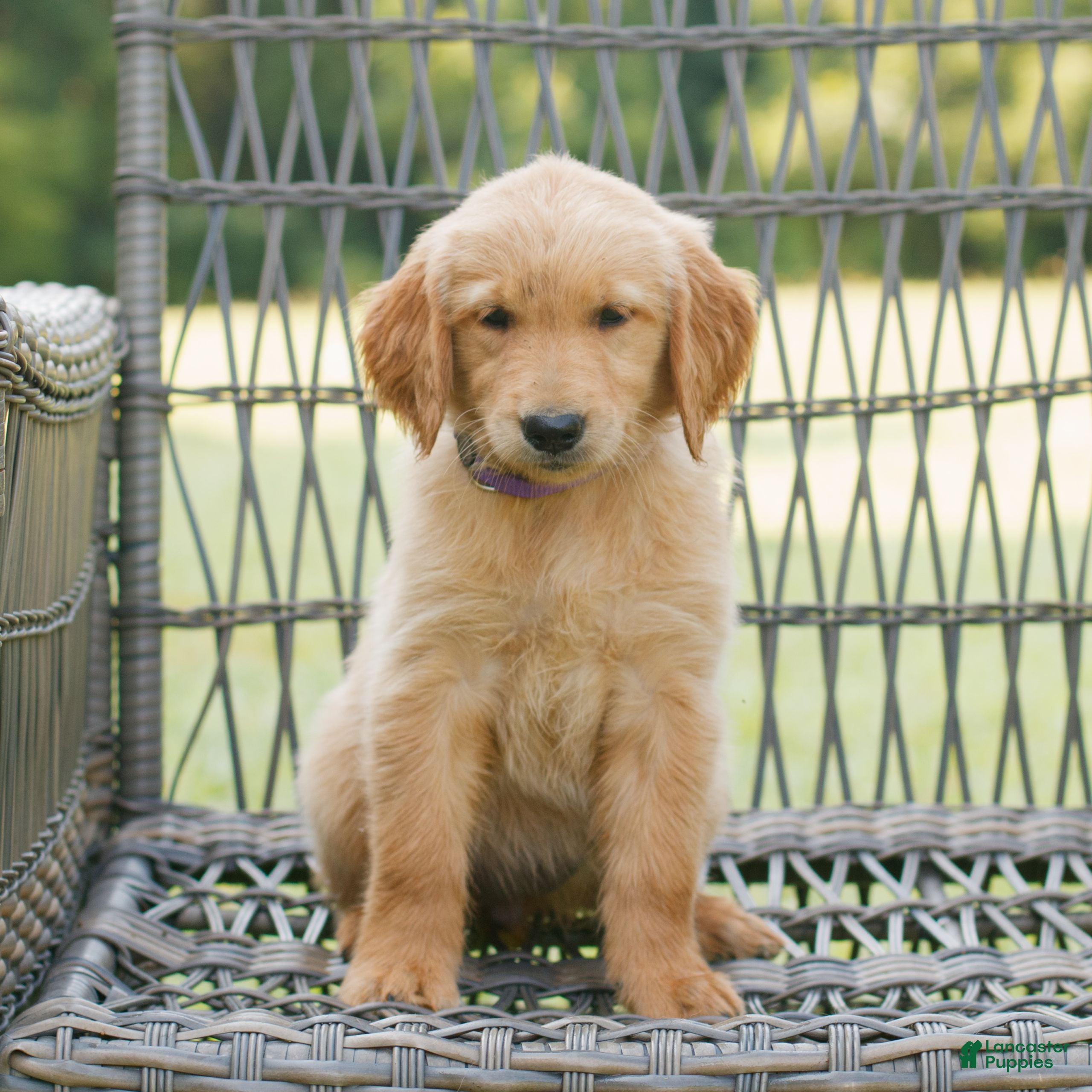 Golden Retriever dogs Pepper  - Ad 1