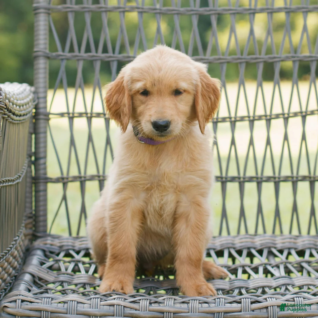 Golden Retriever dogs for sale: Pepper  - Ad 1