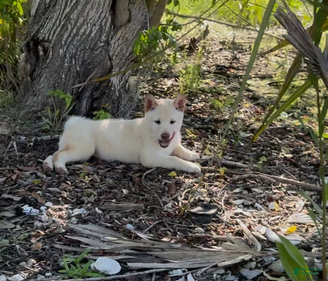 Shiba Inu dogs for sale: Shiba Inu Puppy 5 - Ad 6