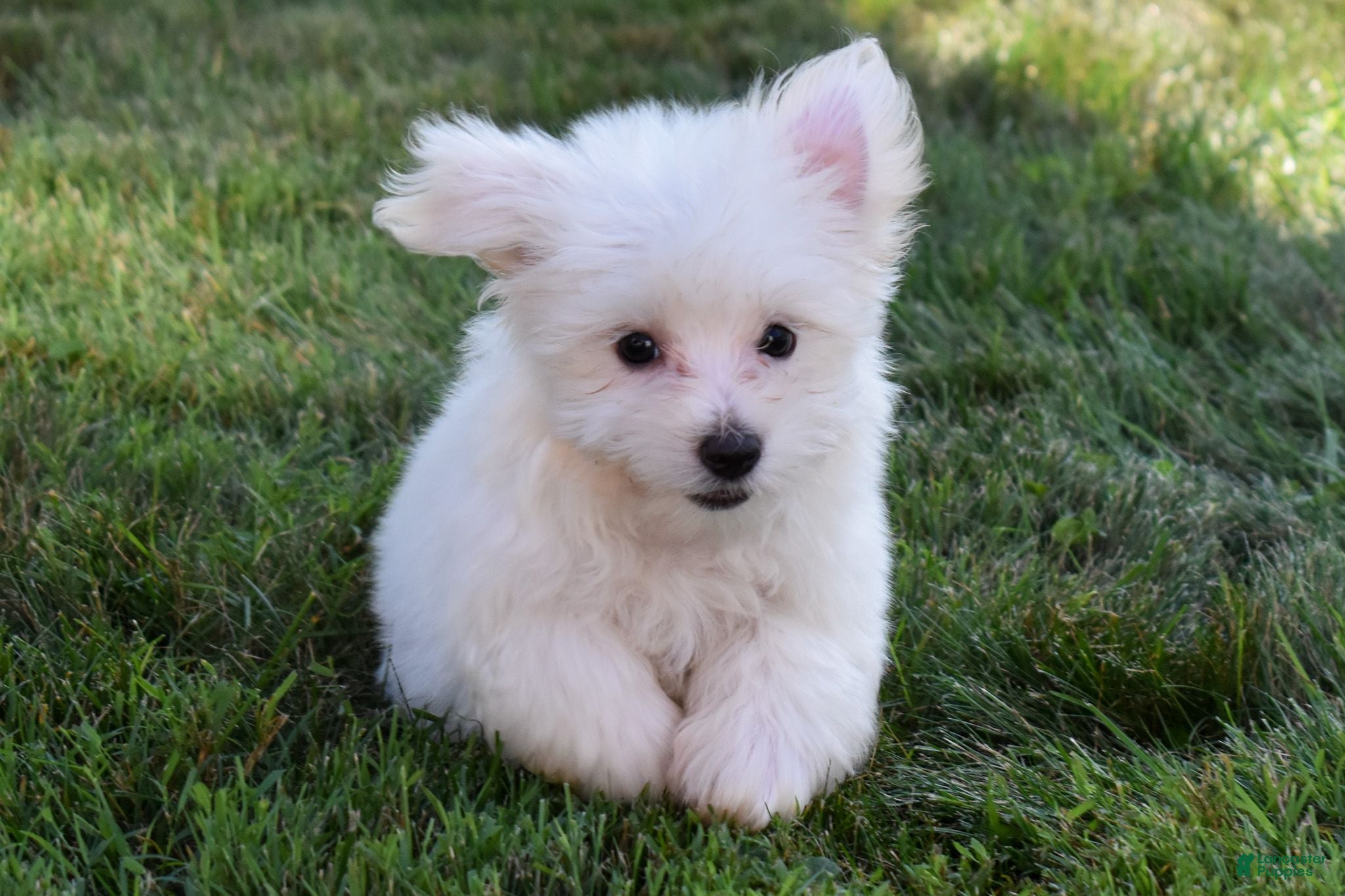 Maltese dogs Roscoe💙 - Ad 1