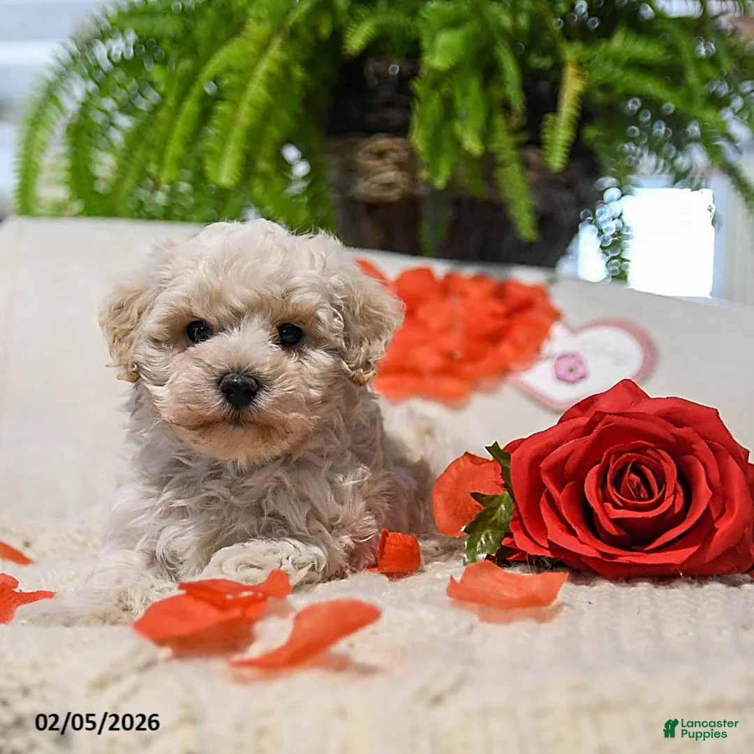 Maltipoo dogs for sale: Austin - Ad 4