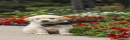 Golden Retriever dogs for sale: Burnell - Ad 9