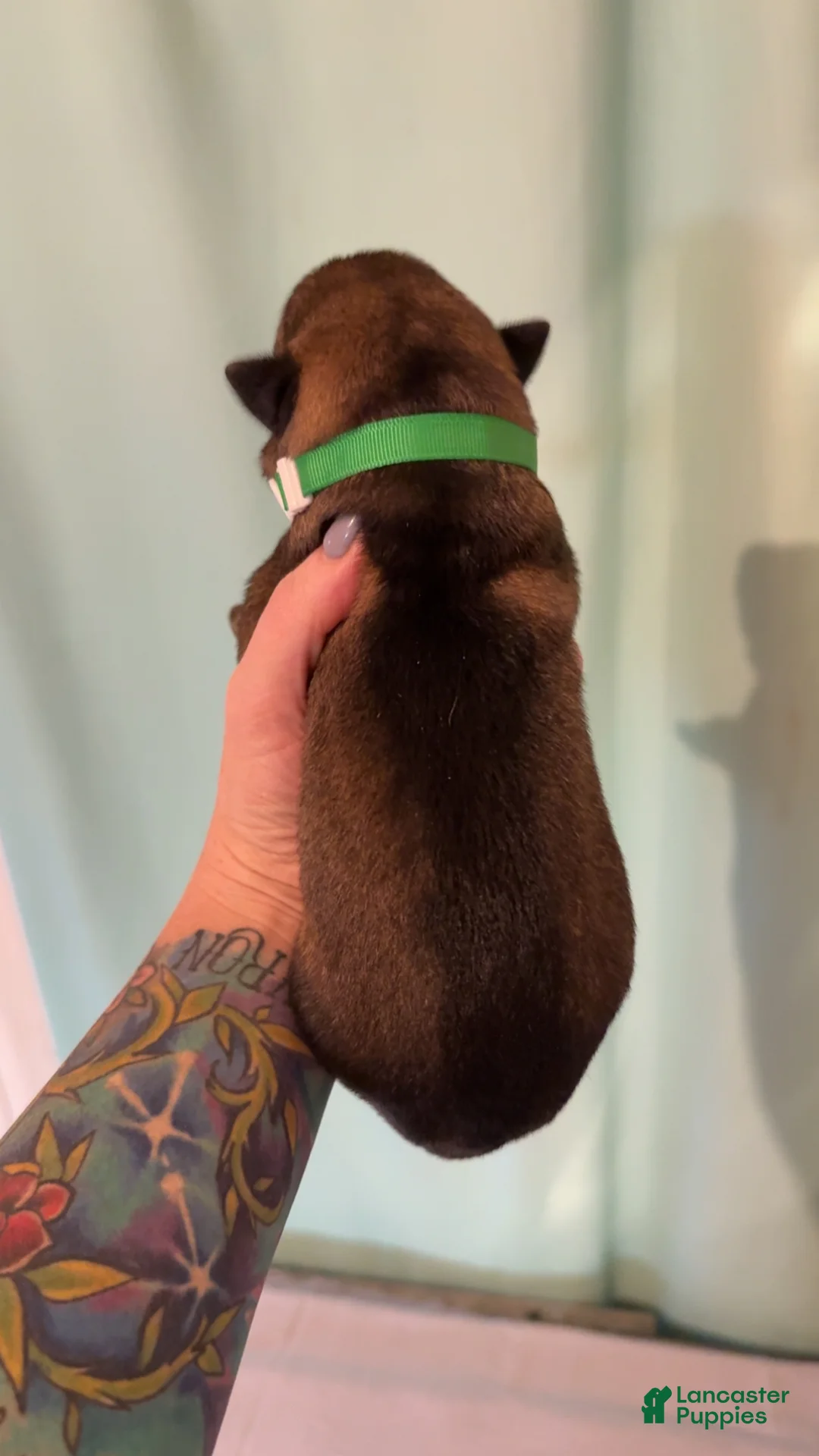 German Shepherd dogs for sale: German Shepherd 1 - Ad 2