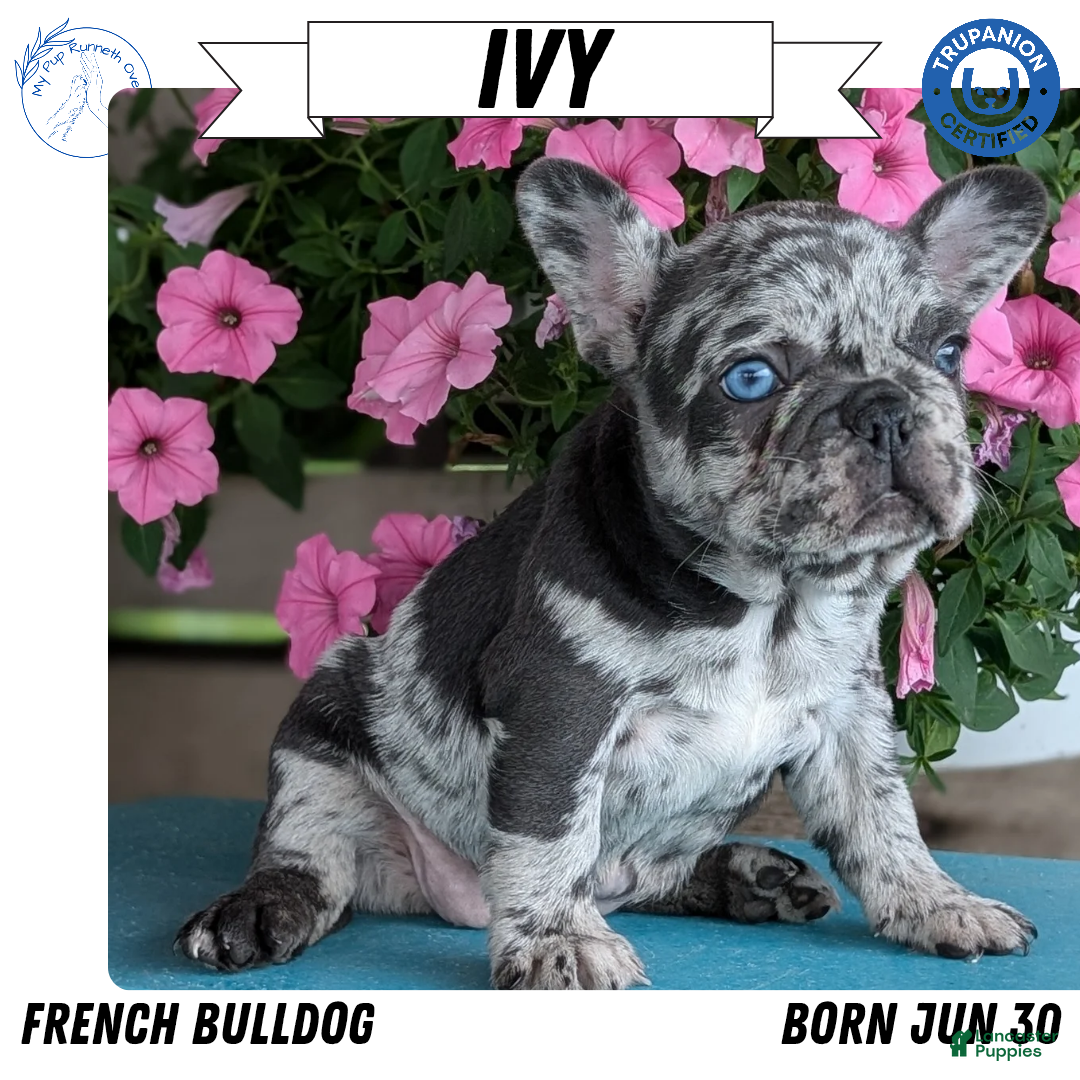 Akc French Best Time To Breed A French Bulldog Fluffy French Gray