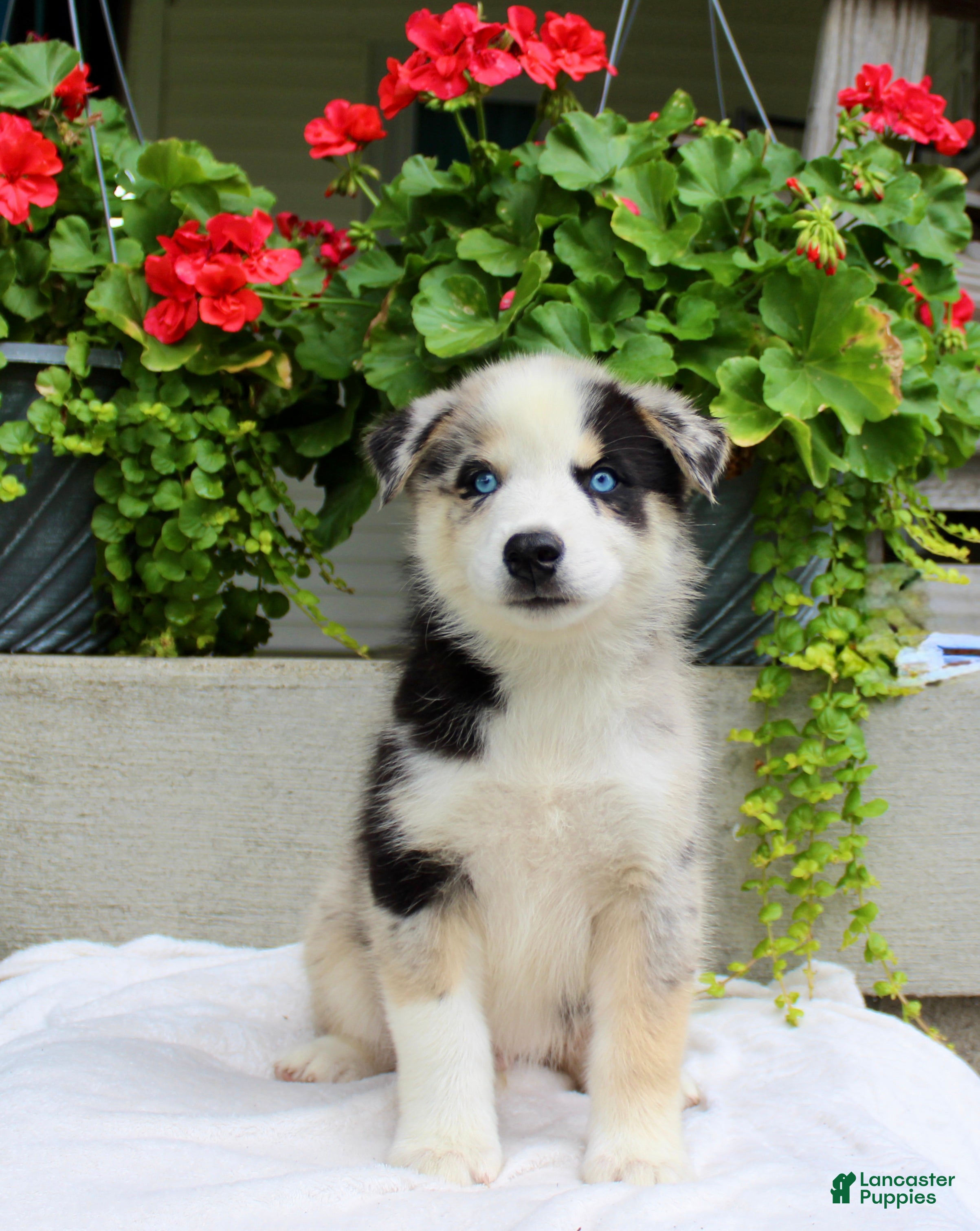Mixed Breed dogs Leonard  - Ad 1
