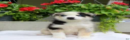 Mixed Breed dogs for sale: Leonard  - Ad 1