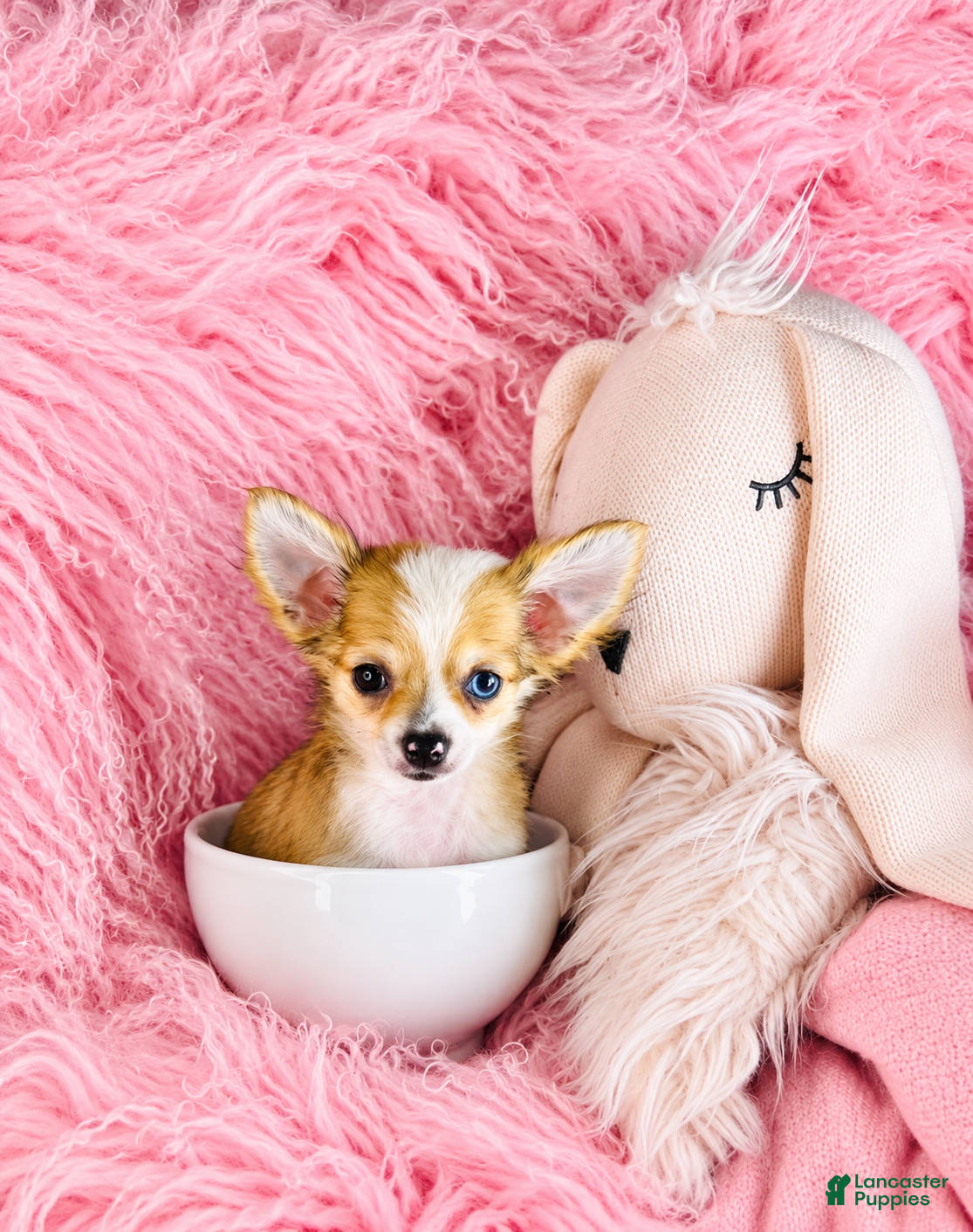 Chihuahua dogs for sale: Chihuahua 1 - Ad 2