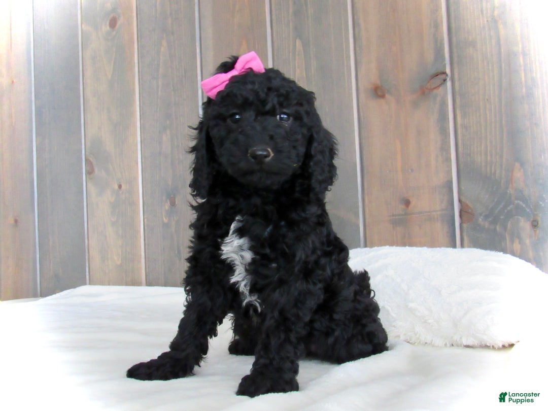 Mini Goldendoodle dogs for sale: Bella - Ad 17