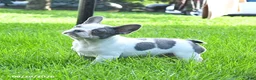 French Bulldog dogs for sale: Scout - Ad 1