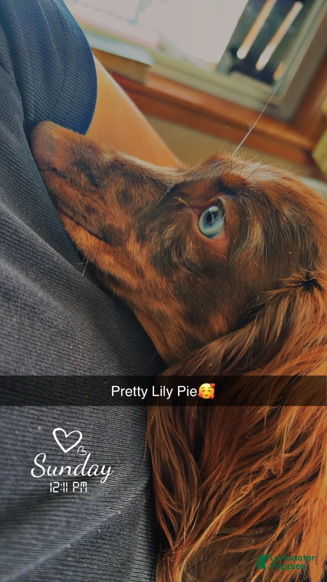 Dachshund dogs for sale: Dachshund 5 - Ad 2