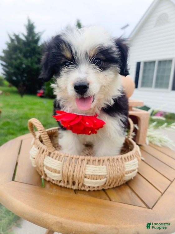 Aussiedoodle dogs Canalope - Ad 1