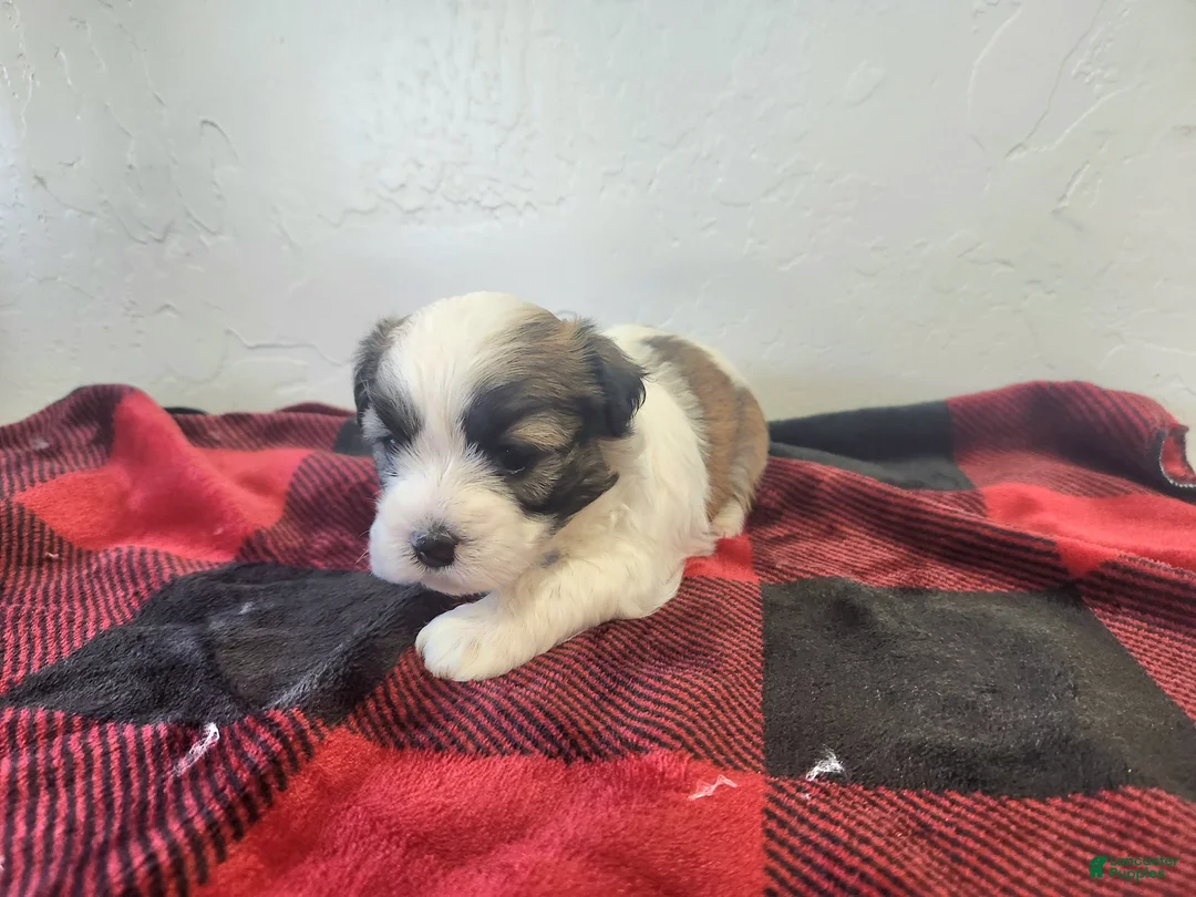 Havanese dogs for sale: WAYLON - Ad 1
