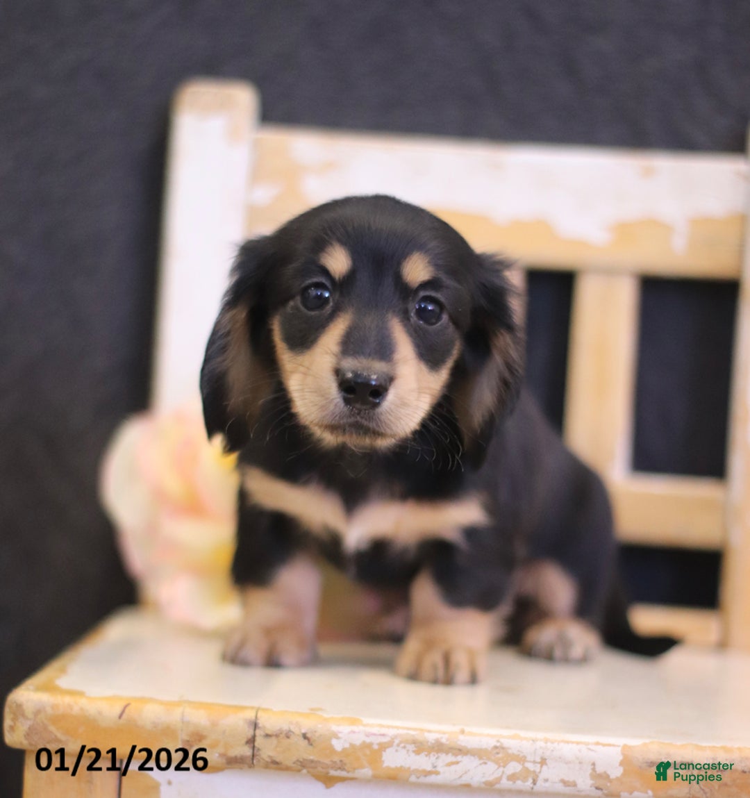Miniature Dachshund dogs for sale: Wendy - Ad 1