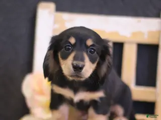 Miniature Dachshund dogs Wendy - Ad 4