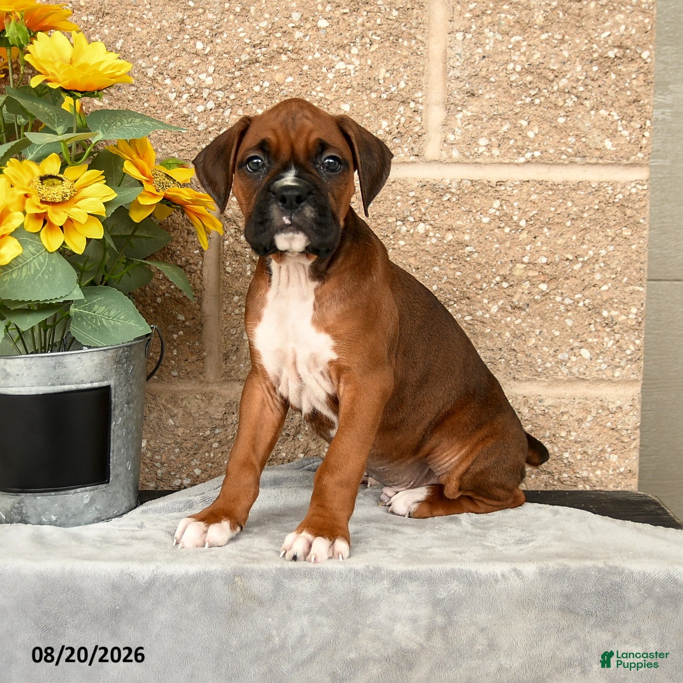 Boxer dogs Bradley - Ad 2