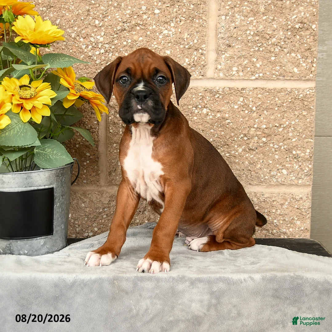 Boxer dogs for sale: Bradley - Ad 2