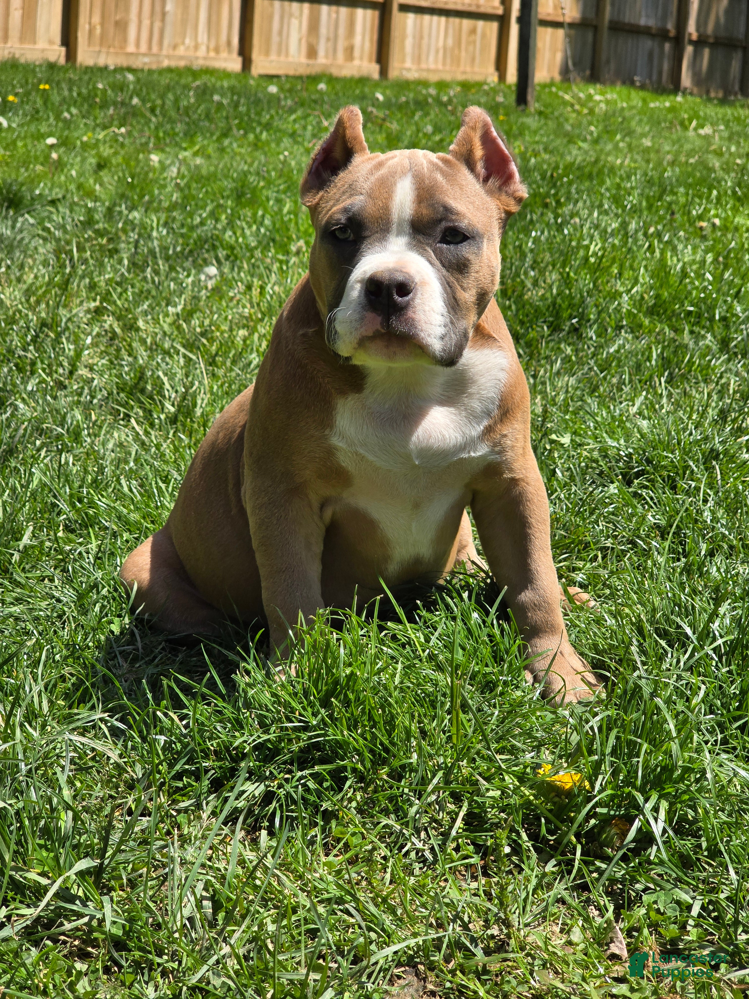 American Bully dogs for sale: Stoney  - Ad 2