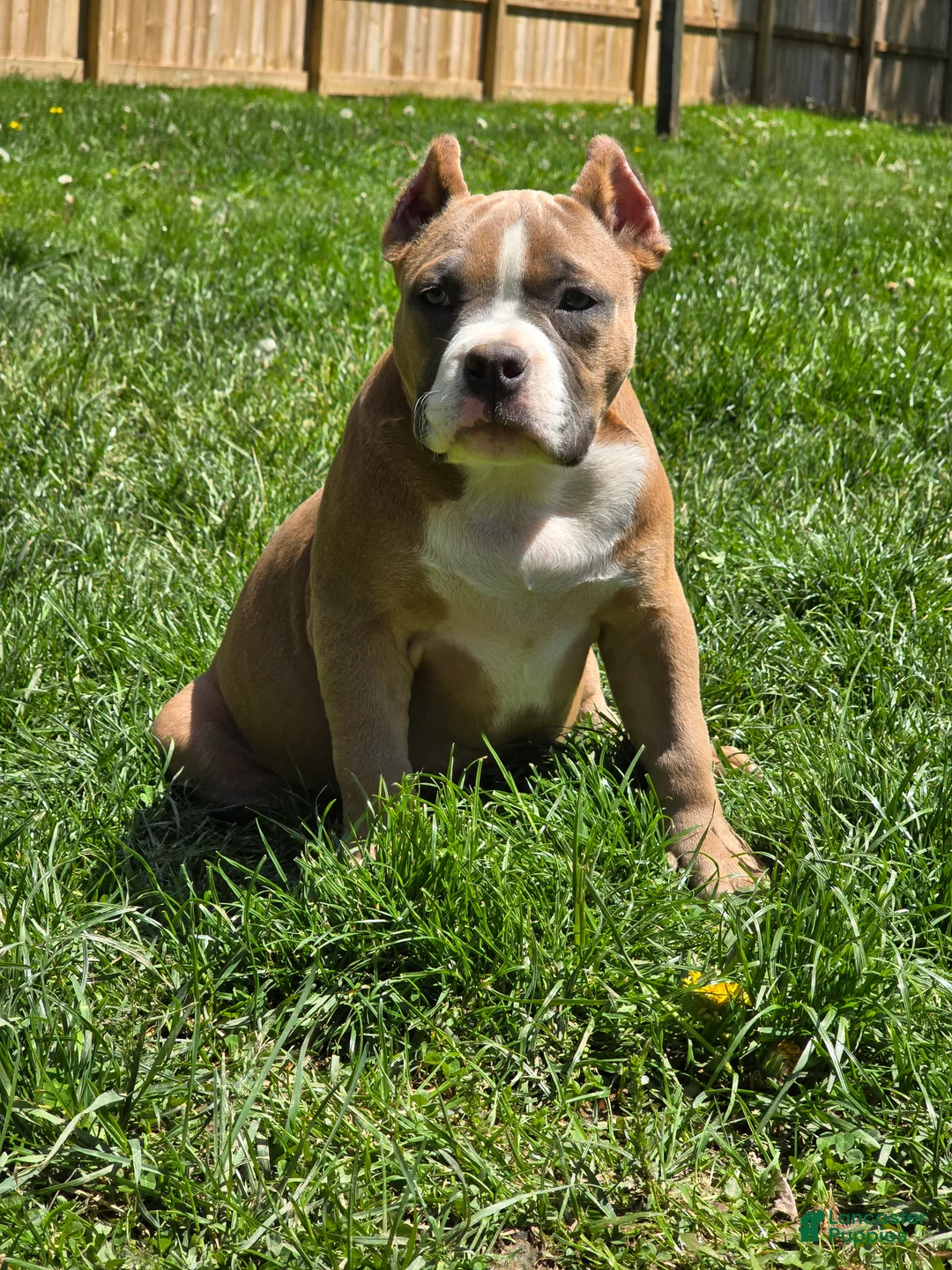 American Bully dogs for sale: Stoney  - Ad 1