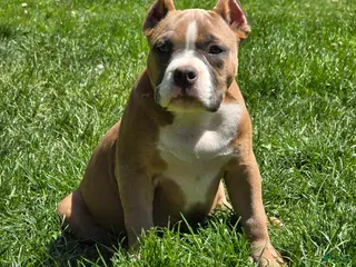 American Bully dogs for sale: Stoney - Ad 2
