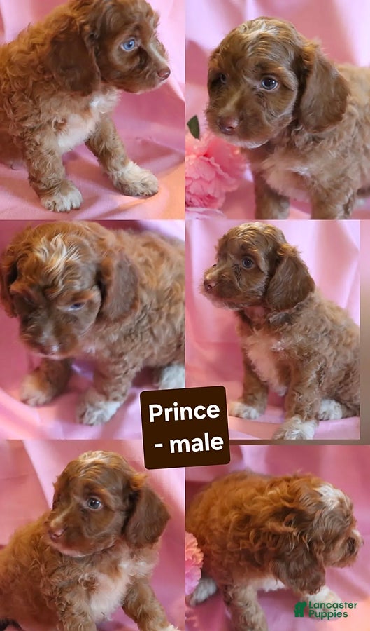 Cockapoo dogs Prince - Ad 12