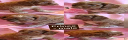 Cockapoo dogs for sale: Prince - Ad 1