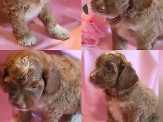 Cockapoo dogs Prince - Ad 12