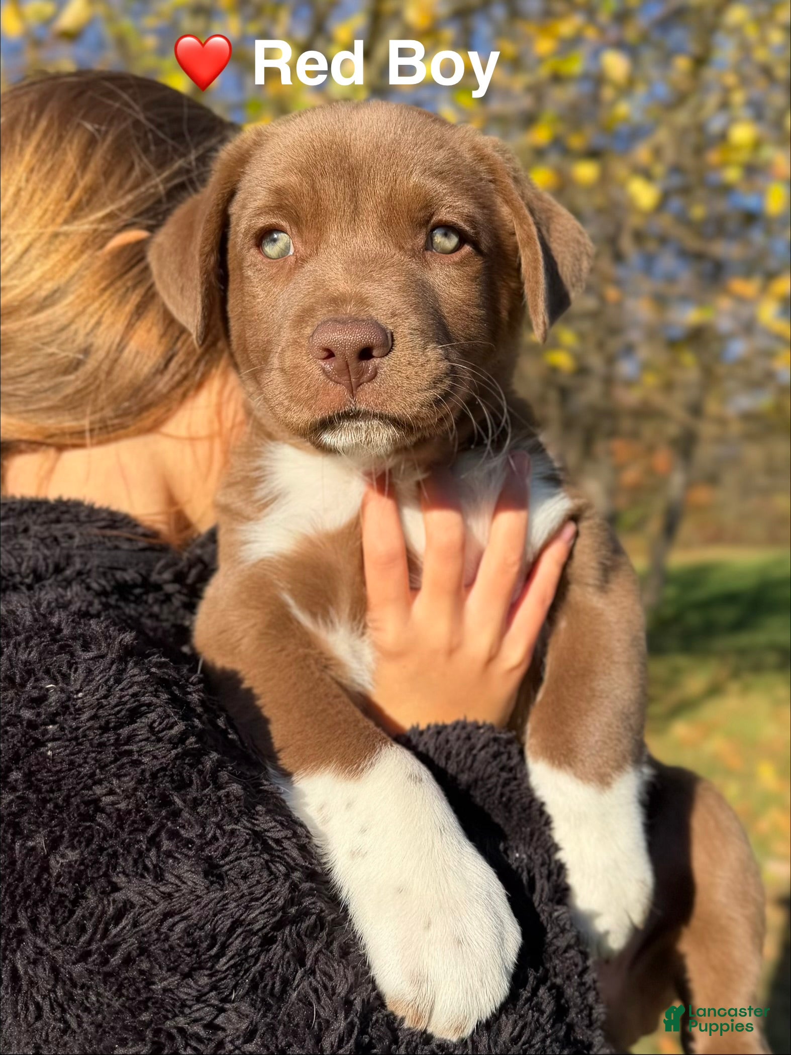 Mixed Breed dogs for sale: Red - Ad 4