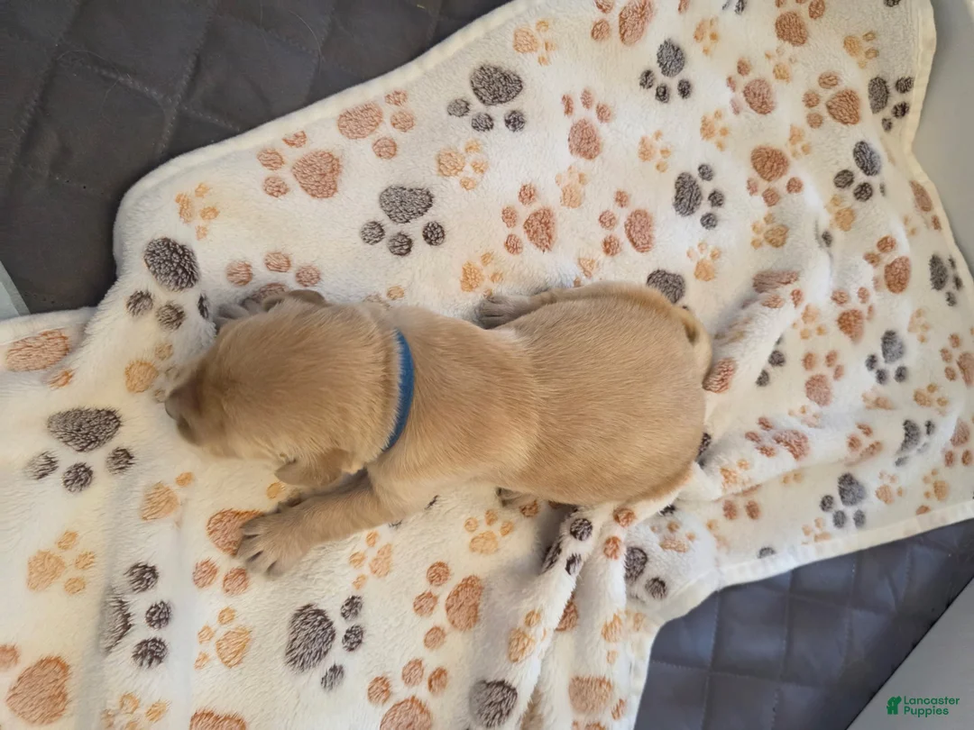 Golden Retriever dogs for sale: Blue - Ad 1