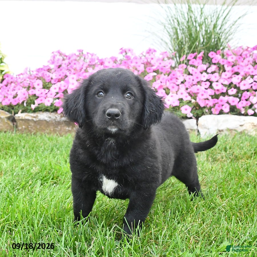 Mixed Breed dogs Bessie - Ad 2