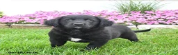 Mixed Breed dogs for sale: Bessie - Ad 2