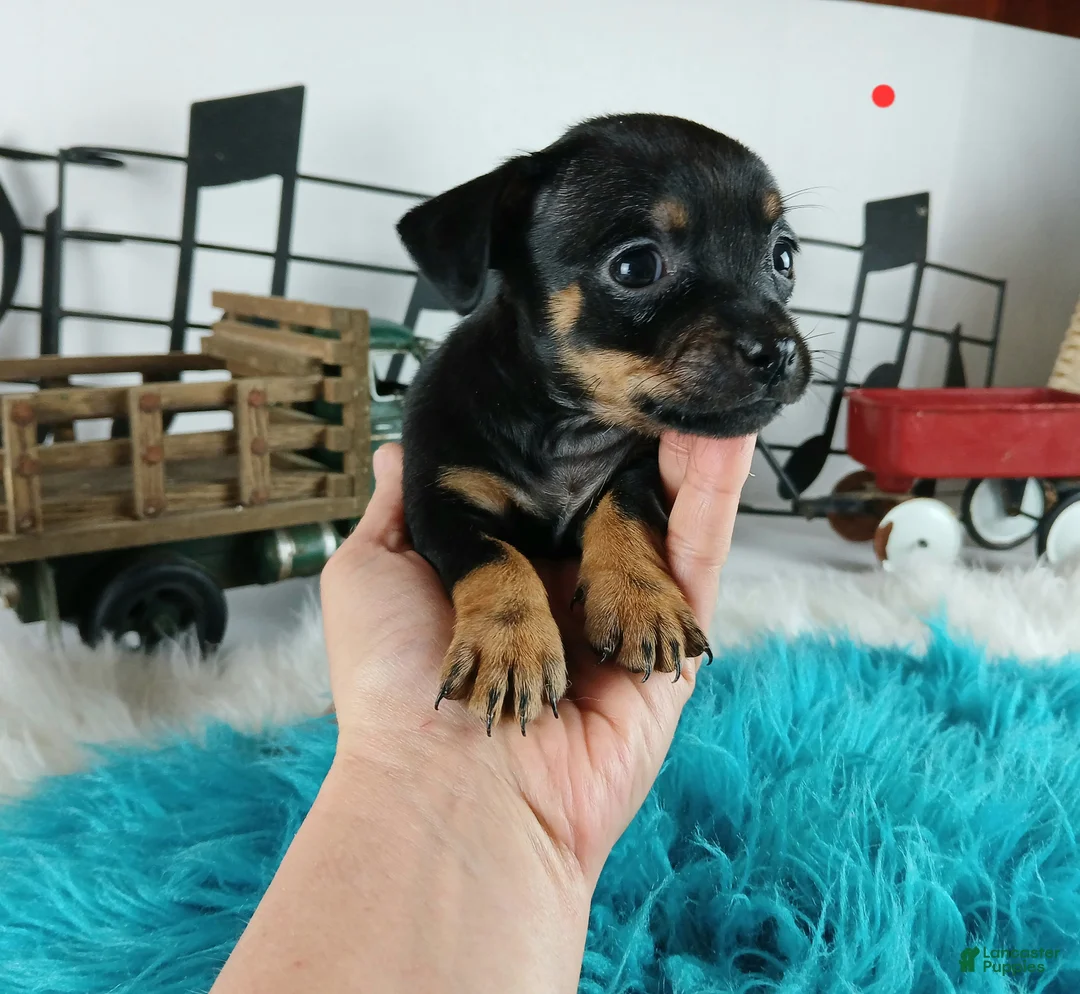 Chihuahua dogs for sale: Autumns blk tan boy Nationwide delivery  - Ad 4