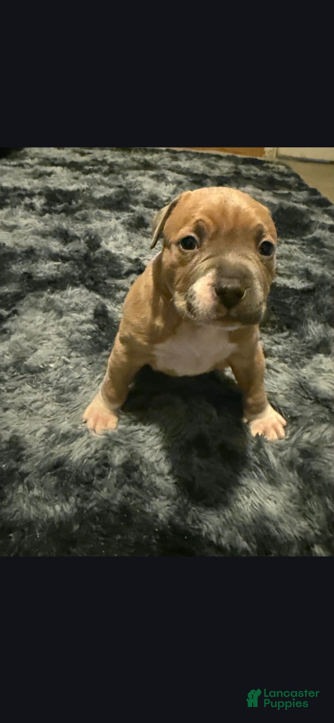 American Pit Bull Terrier dogs for sale: Rj - Ad 1