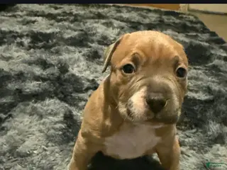 American Pit Bull Terrier dogs Rj - Ad 29