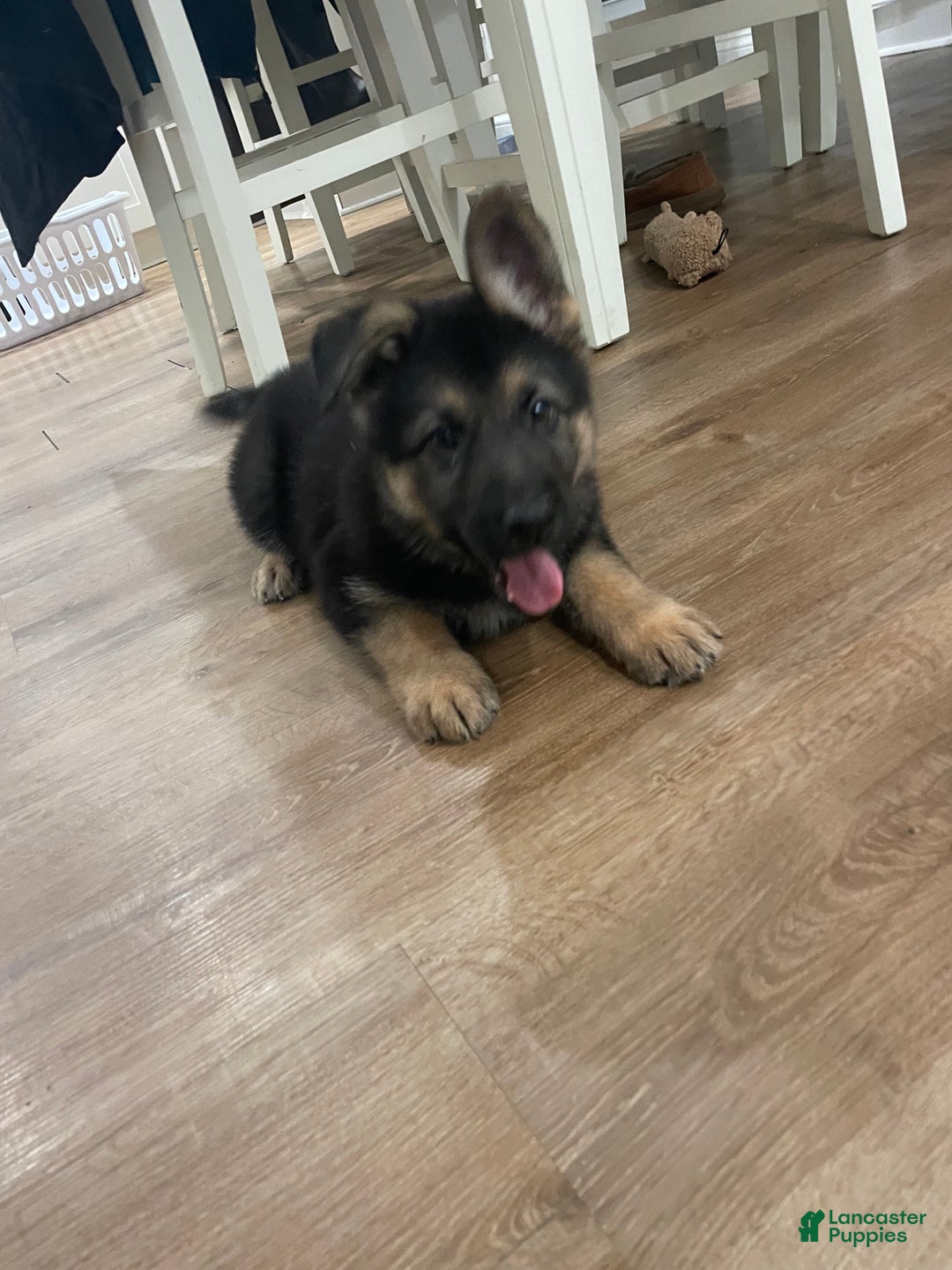 German Shepherd dogs for sale: Sugar/purple collar - Ad 3