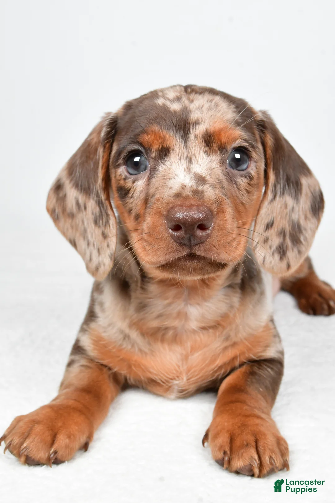 Dachshund dogs for sale: Dakota  - Ad 2