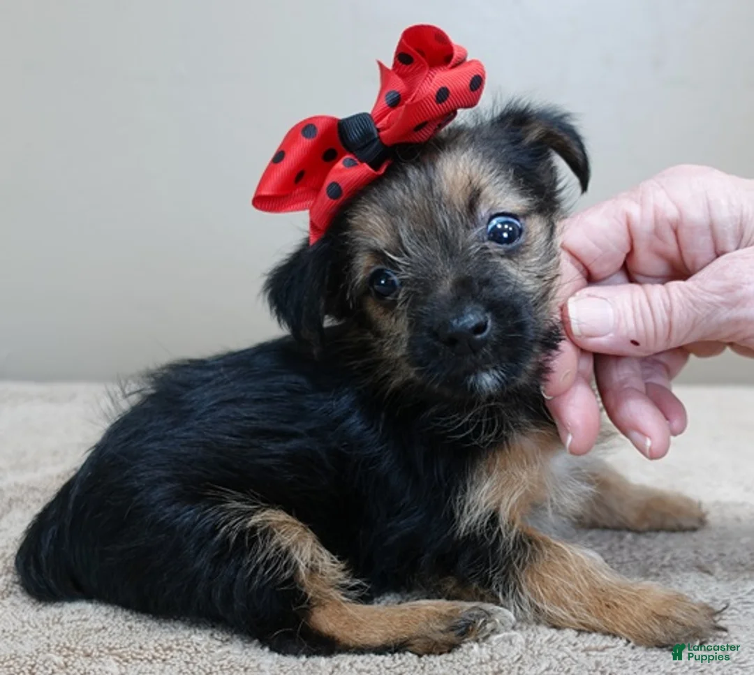 Yorkshire Terrier dogs for sale: Bali - Ad 1