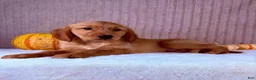 Golden Retriever dogs for sale: Shetar - Ad 2