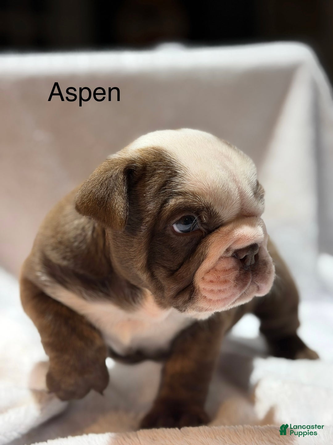 English Bulldog dogs for sale: English Bulldog Puppy 1 - Ad 8