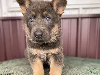 German Shepherd dogs for sale: German Shepherd Puppy 1 Duke - Ad 1