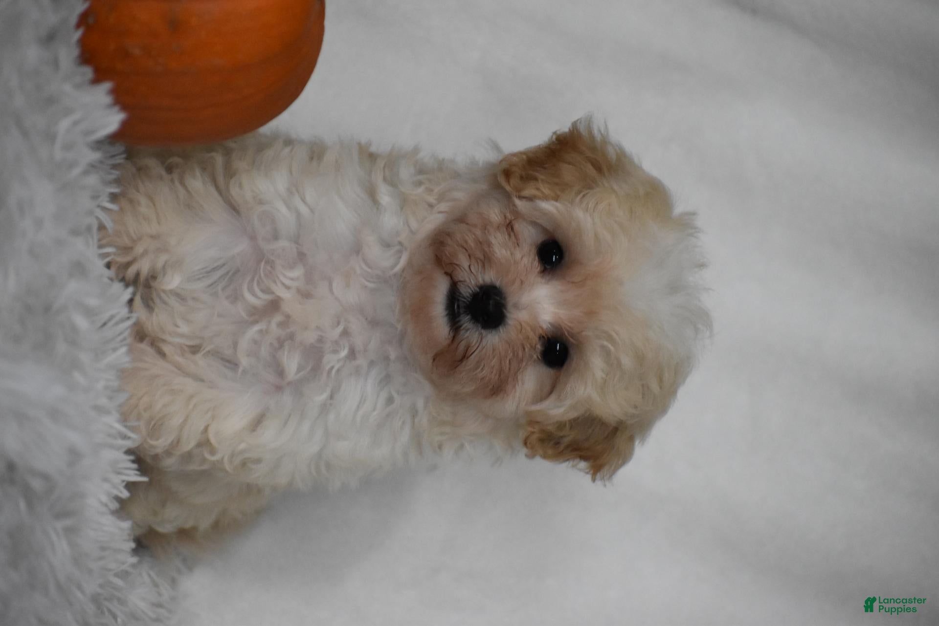 Maltipoo dogs Grant - Ad 2