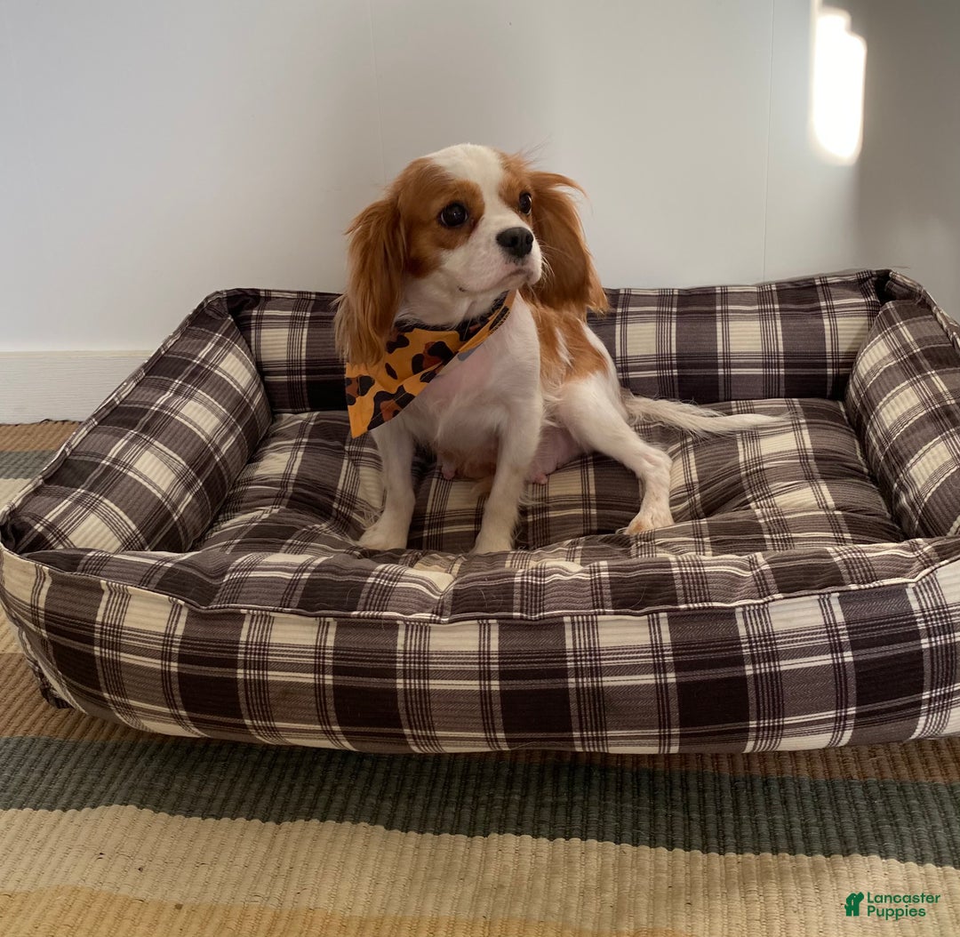 Cavapoo dogs for sale: Audi - Ad 13