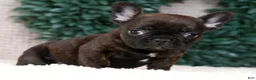 French Bulldog dogs for sale: Hitch - Ad 7