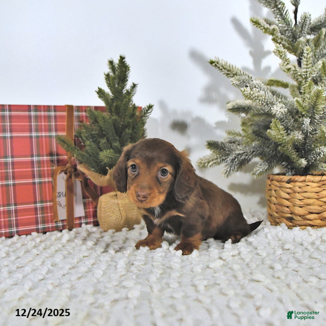 Miniature Dachshund dogs for sale: Randy - Ad 5