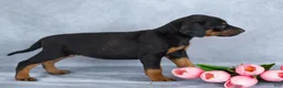 Mixed Breed dogs for sale: Rosie - Ad 4