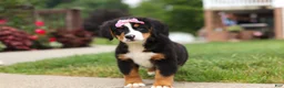 Bernese Mountain Dog dogs for sale: Casey - Ad 10
