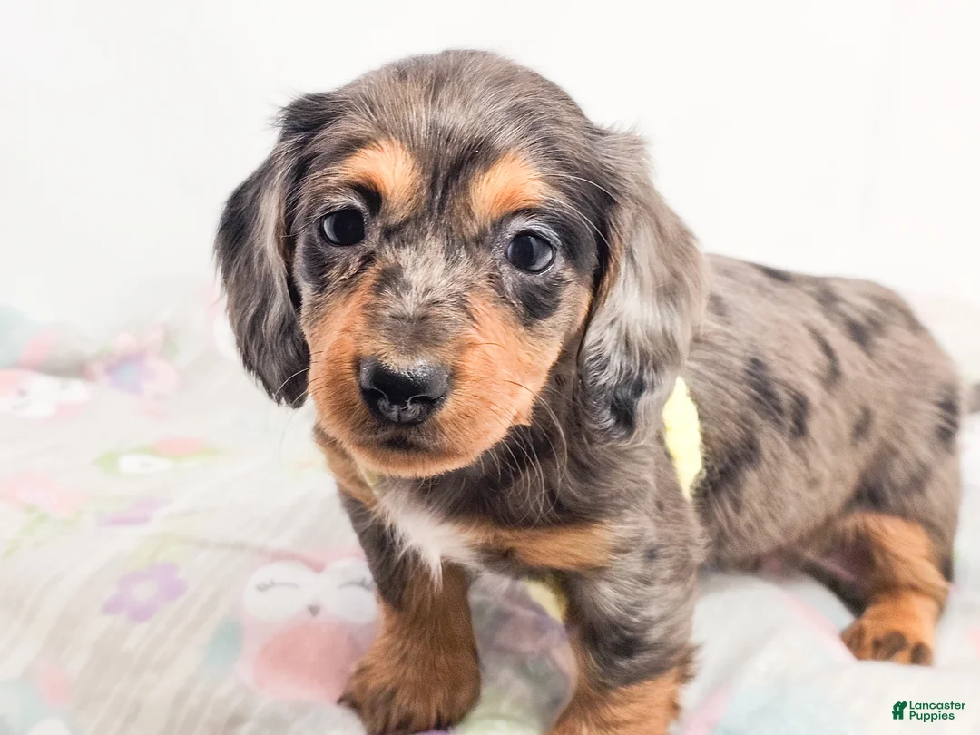 Miniature Dachshund dogs for sale: Peeps - Ad 1