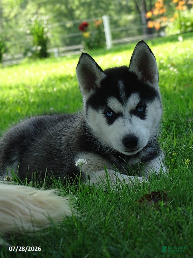 Siberian Husky dogs Princess - Ad 6