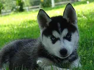 Siberian Husky dogs Princess - Ad 6