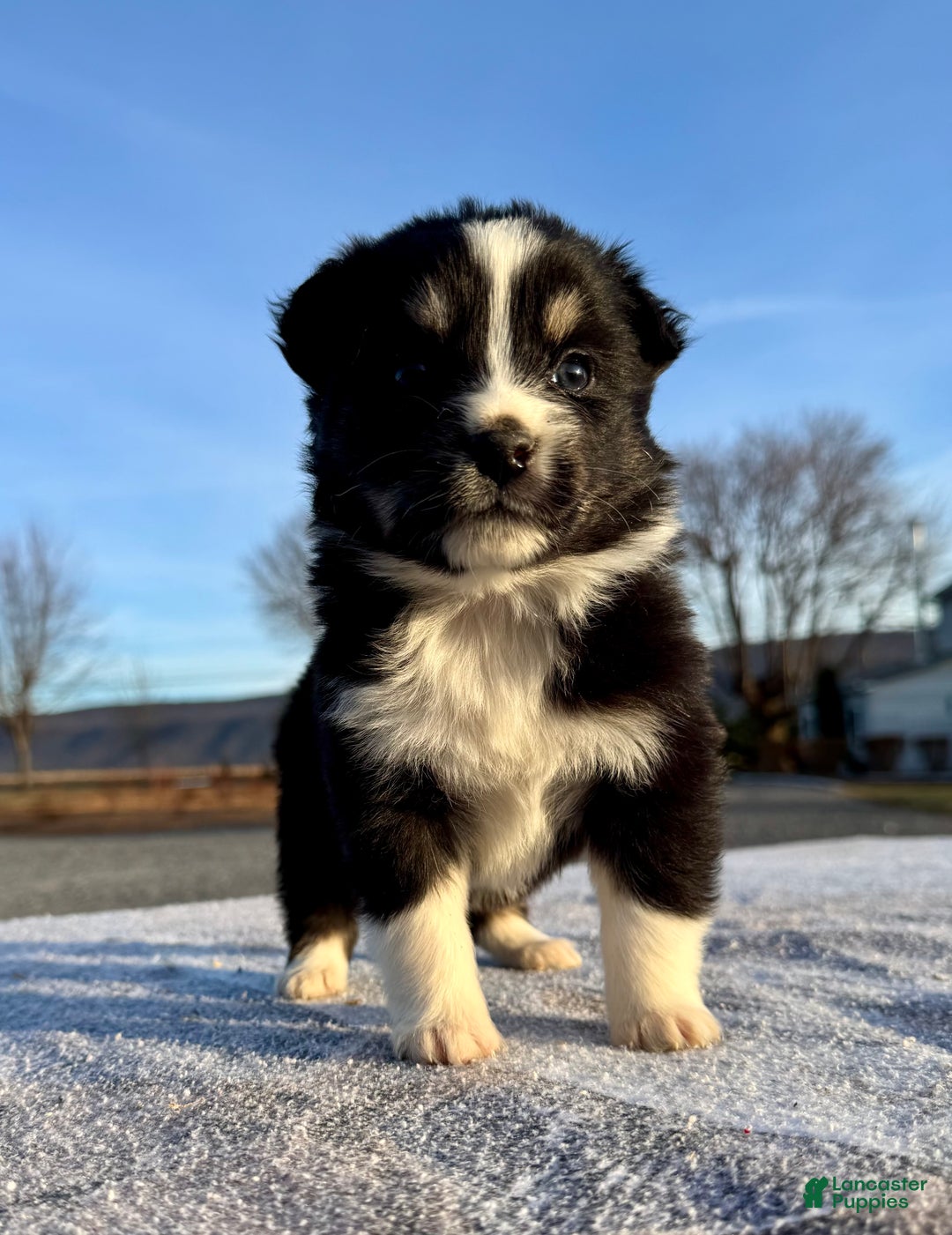 Miniature Australian Shepherd dogs for sale: Willow  - Ad 4