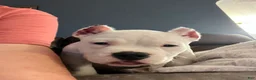 American Bully dogs for sale: MOOSE - Ad 3